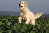 GOLDEN RETRIEVER 869
